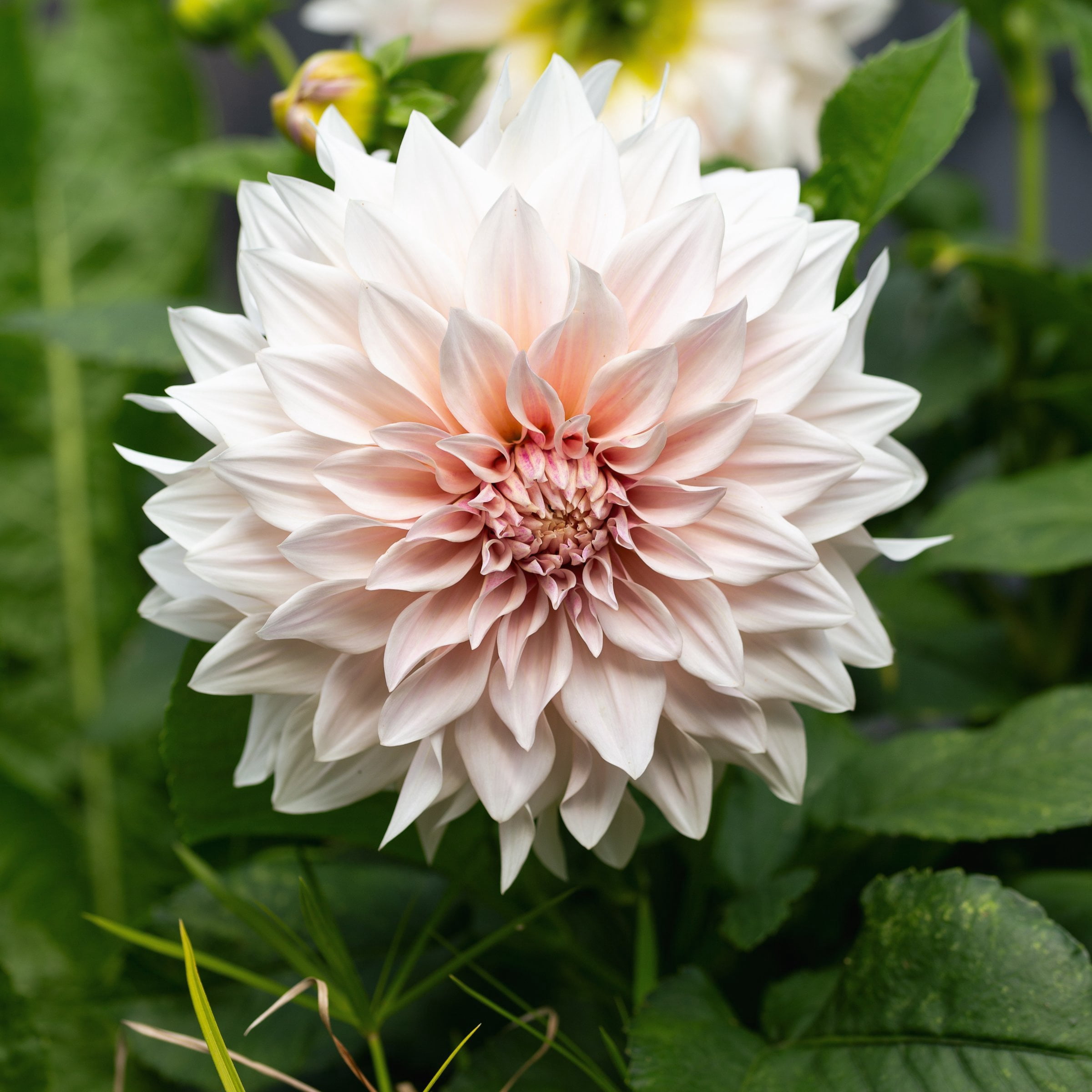 National Plant Network Dahlia Cafe Au Lait Bulbs (3-Pack)