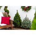 thumbnail image 5 of (2 pack) Expert Gardener 2.5QT Alberta Spruce Dwarf Live Shrub Plant Sun, 5 of 8