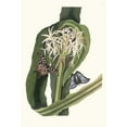 thumbnail image 3 of Priscilla Susan Bury 13x18 Black Modern Framed Museum Art Print Titled - Crinum Pedunculatum. (River Lily) (1834), 3 of 5