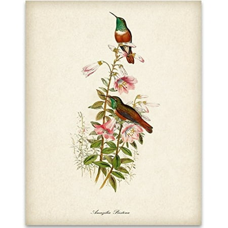 Gifts And Home Decor Two Hummingbirds Art Print - 11x14 Unframed Art Print - Great Home Decor and a Great Gift for Bird Watchers ()
