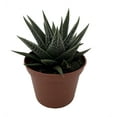 thumbnail image 2 of Haworthia herbacea - Succulent House Plant - 2.5" Pot, 2 of 2