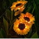 thumbnail image 1 of Luces Solares de Jardín CM-TOP Decoración al Aire Libre Girasol 3 Ramas, 1 of 2