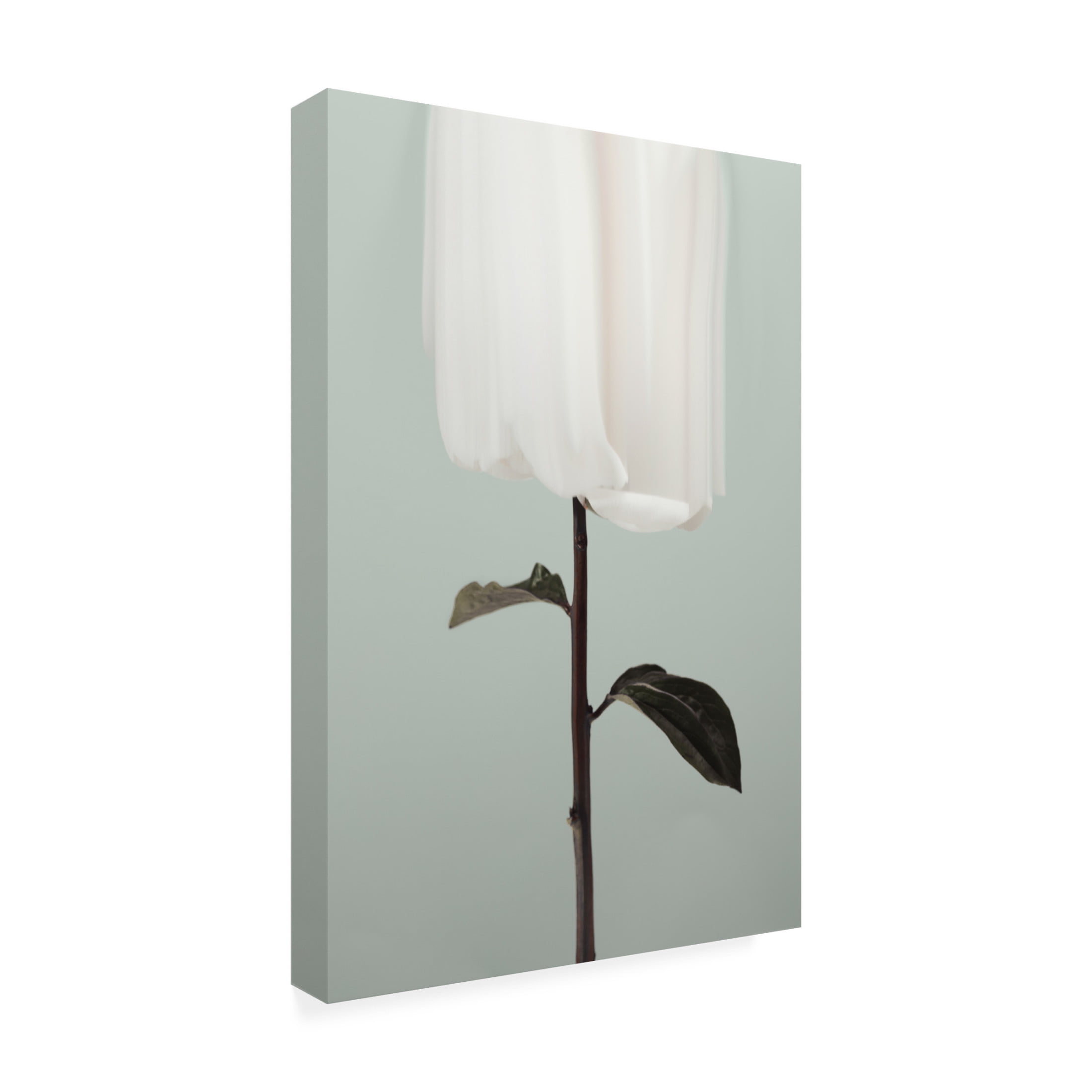 Trademark Fine Art Pictufy Studio III Peony 17 Canvas Wall Art