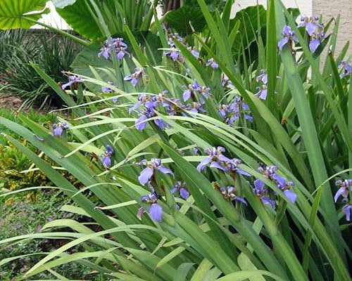 Walking Iris Regina  3 Live Plants  Giant Apostle Plant  Exotic Fragrant Blooming Specimen