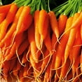 thumbnail image 4 of Back to the Roots Organic Carrot 'Bambino', 1 Seed packet, 4 of 18