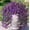 C, variant on LiUMX Artificial Purple Wisteria Vine, 3.3ft Silk & Plastic Faux Flower Hanging, Waterproof Indoor Outdoor Wall Decor for Home Garden