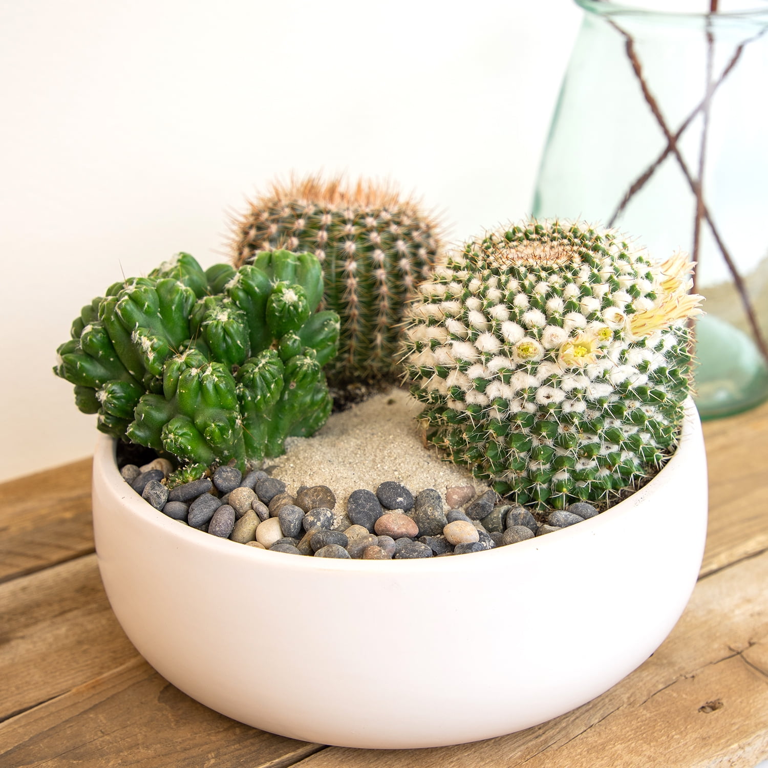 Altman Plants Large Cactus Plants 3-Pack; 3.5 Inch Grower Pots, Full Sun; Easy Plant Care