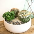 thumbnail image 5 of Altman Plants Large Cactus Plants 3-Pack; 3.5 Inch Grower Pots, Full Sun; Easy Plant Care, 5 of 10