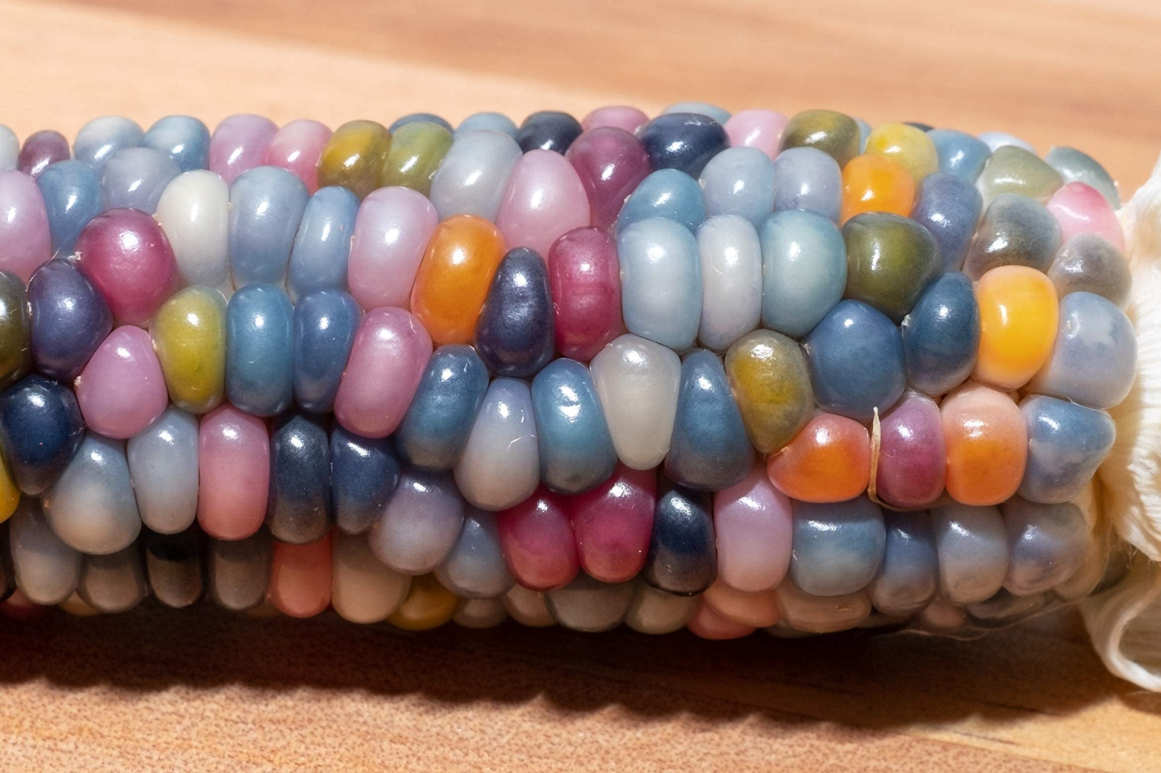 Rare Glass Gem Indian Corn Seeds 75+ Seeds Vibrant Translucent