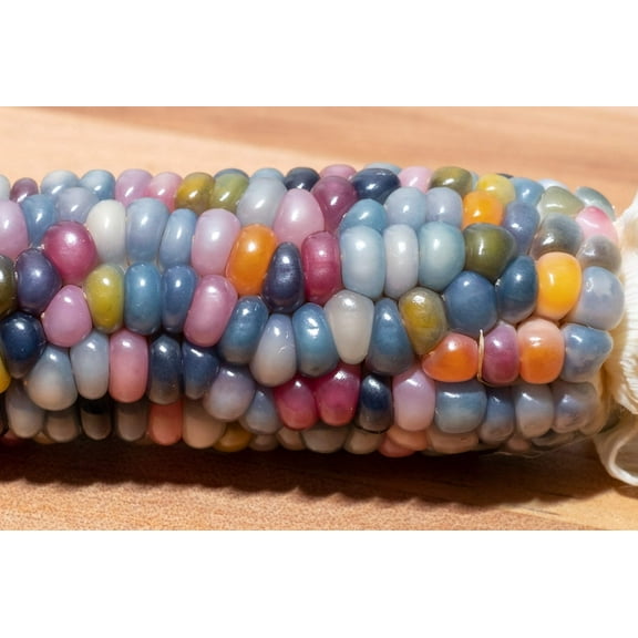 Rare Glass Gem Indian Corn Seeds - 75  Seeds - Vibrant Translucent Kernels - Grown in Iowa - A Must Have!