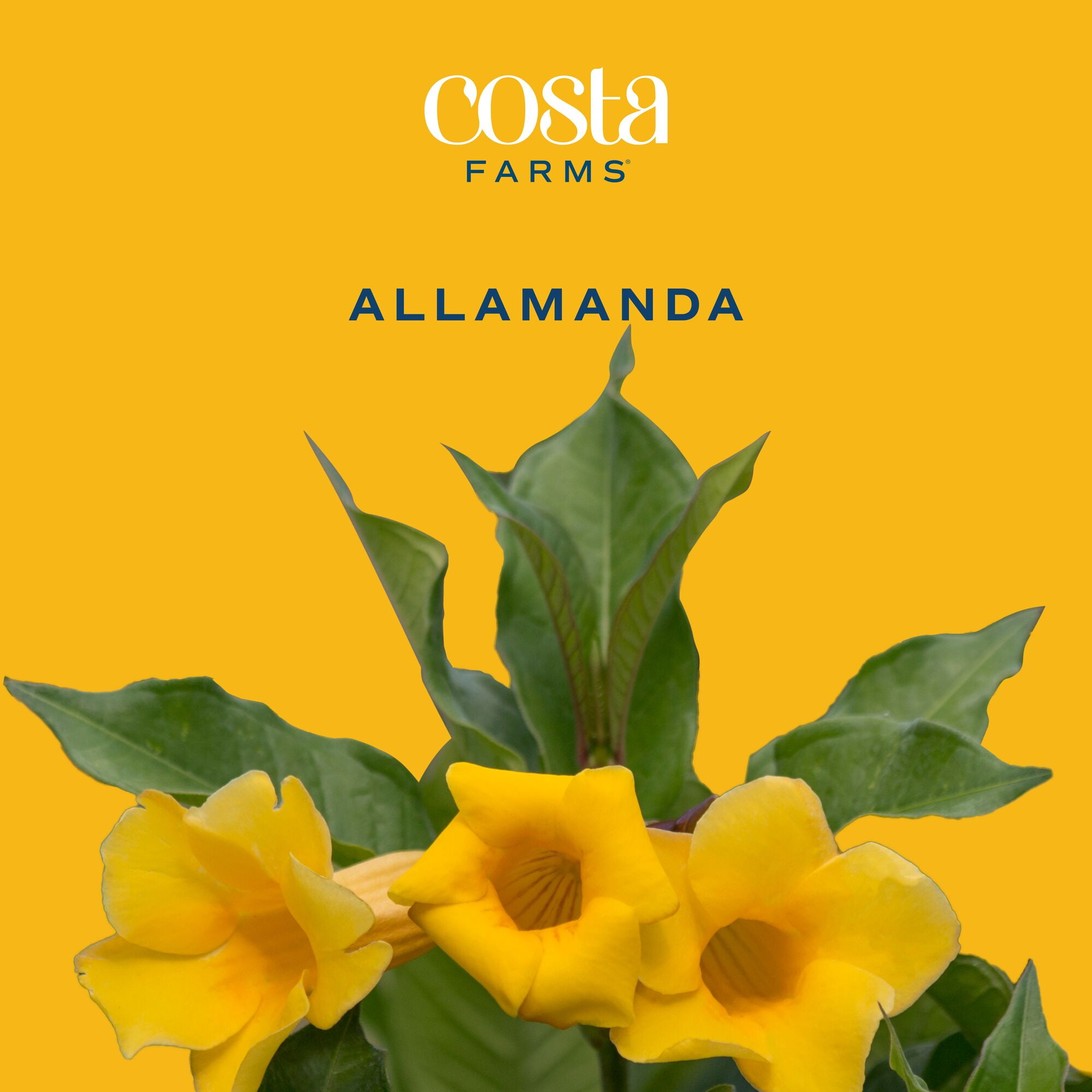 Island Blooms 26" Allamanda Live Outdoor Plant in 8.75" Grower Pot