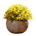 thumbnail image 2 of Gwong Decoración hogareña Simulación Potted Fresh Home Decoration Plastic Rural Hierba Bola Fake Bonsai para sala de estar Gwong 21067260, 2 of 6