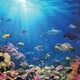 thumbnail image 1 of Rompecabezas Toynk Under the Sea Coral Reef, 500 piezas, 1 of 7