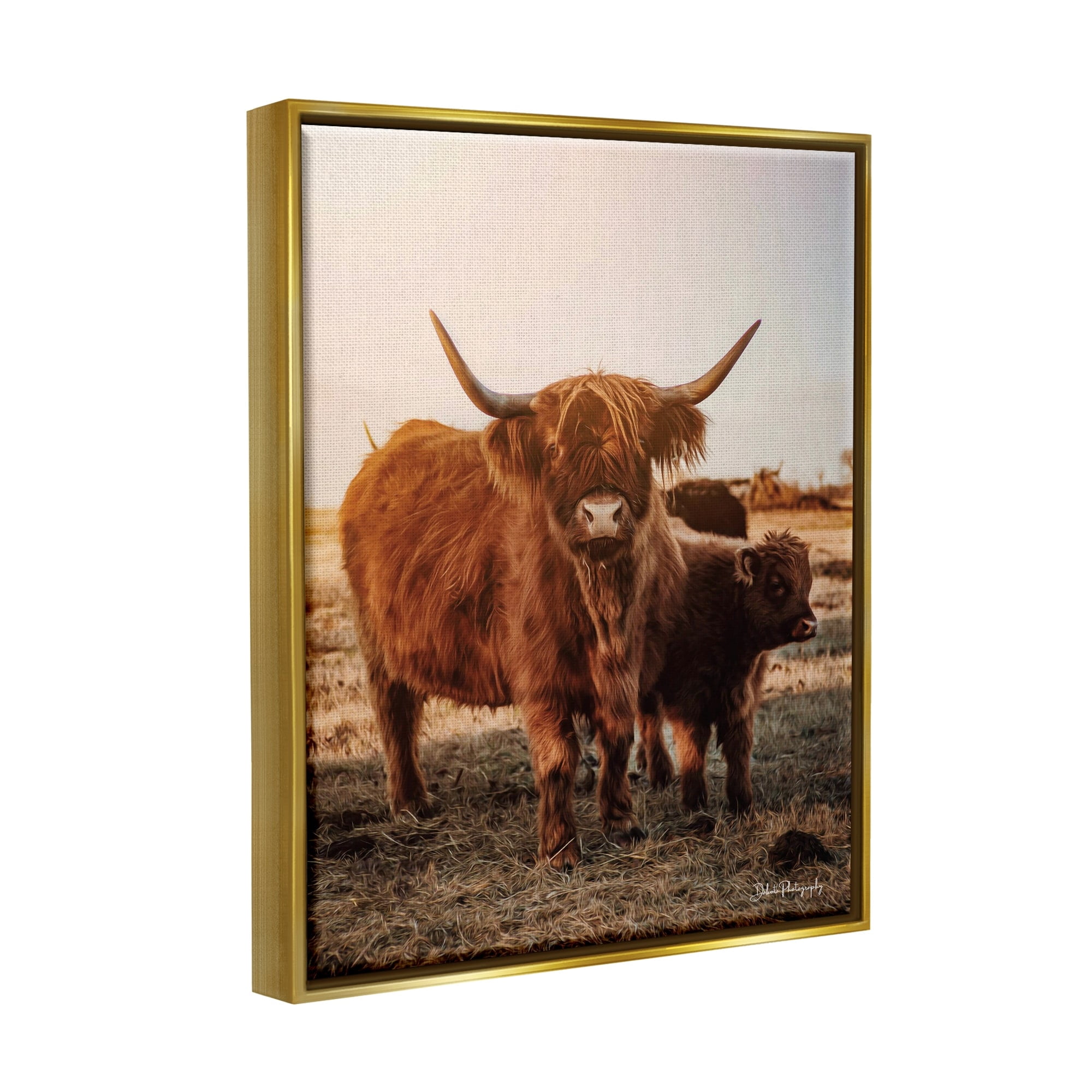 Stupell Industries Longhorn Highland Cattle Cow Warm Sunrise Morning Photograph Metallic Gold Floating Framed Canvas Print Wall Art, Design by Dakota Diener