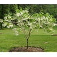 thumbnail image 2 of White Fringe Tree Live Plants, Fragrant, Spring-Flowering, Ornamental, 2 of 5