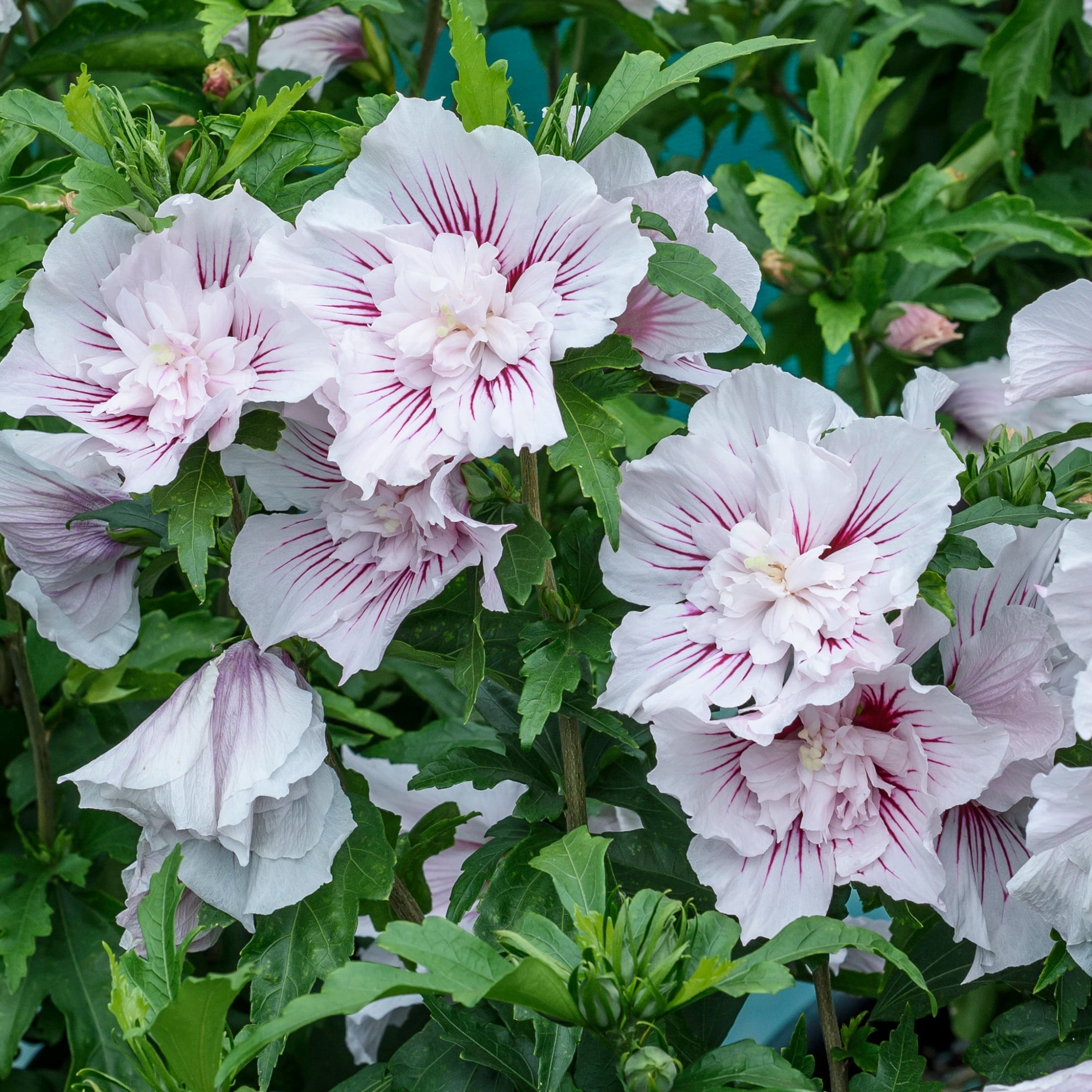 Proven Winners ColorChoice 6" Multicolor Starblast Chiffon Rose of Sharon Live Plant in 7.5" Pot