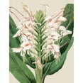 thumbnail image 3 of Vision Studio 15x18 Black Modern Framed Museum Art Print Titled - Orchid Blooms IV, 3 of 5