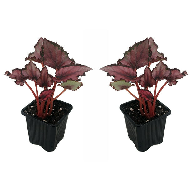 galning Store specielt Red Robin Rex Begonia Plant - 2 Pack 2" Pots - Great Houseplant -  Walmart.com