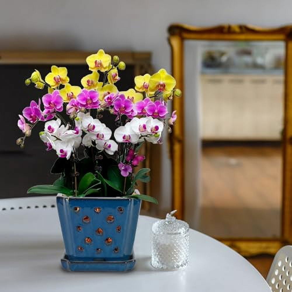 W&W Orchid Pot with Holes and Saucer for Orchid Repotting and Better Grow, Blue, 7 Inches