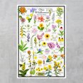 thumbnail image 2 of Ohio Wildflowers Poster - Native Prairie Blooms - Educational Science Chart of Ohio Flowers, 2 of 5