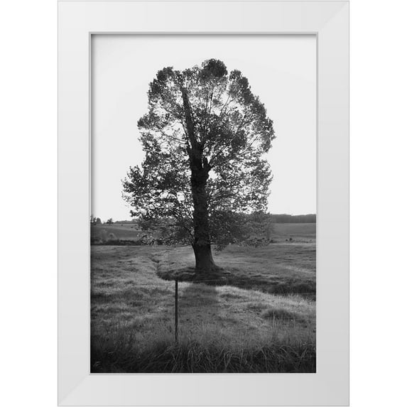 Lee, Judson 11x14 White Modern Wood Framed Museum Art Print Titled - Giant Tree