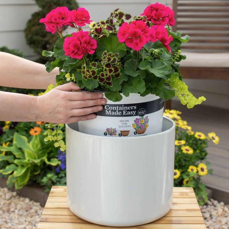 Better Homes & Gardens 1.5gal Multicolor Coleus Geranium Live Annual Plant Sun