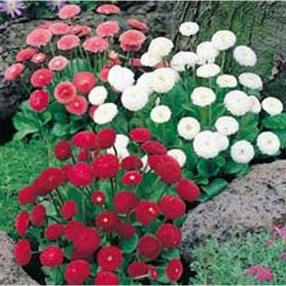 Bellis Pomponette Mixed Nice Garden Flower 50 Seeds