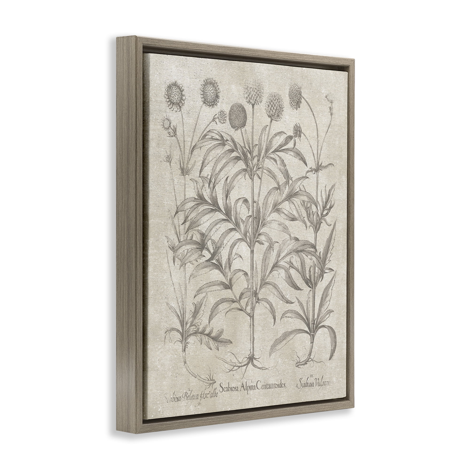 Stupell Industries Vintage Plant Life Botanical & Floral Painting Brown Floater Framed Art Print Wall Art, 17 x 21