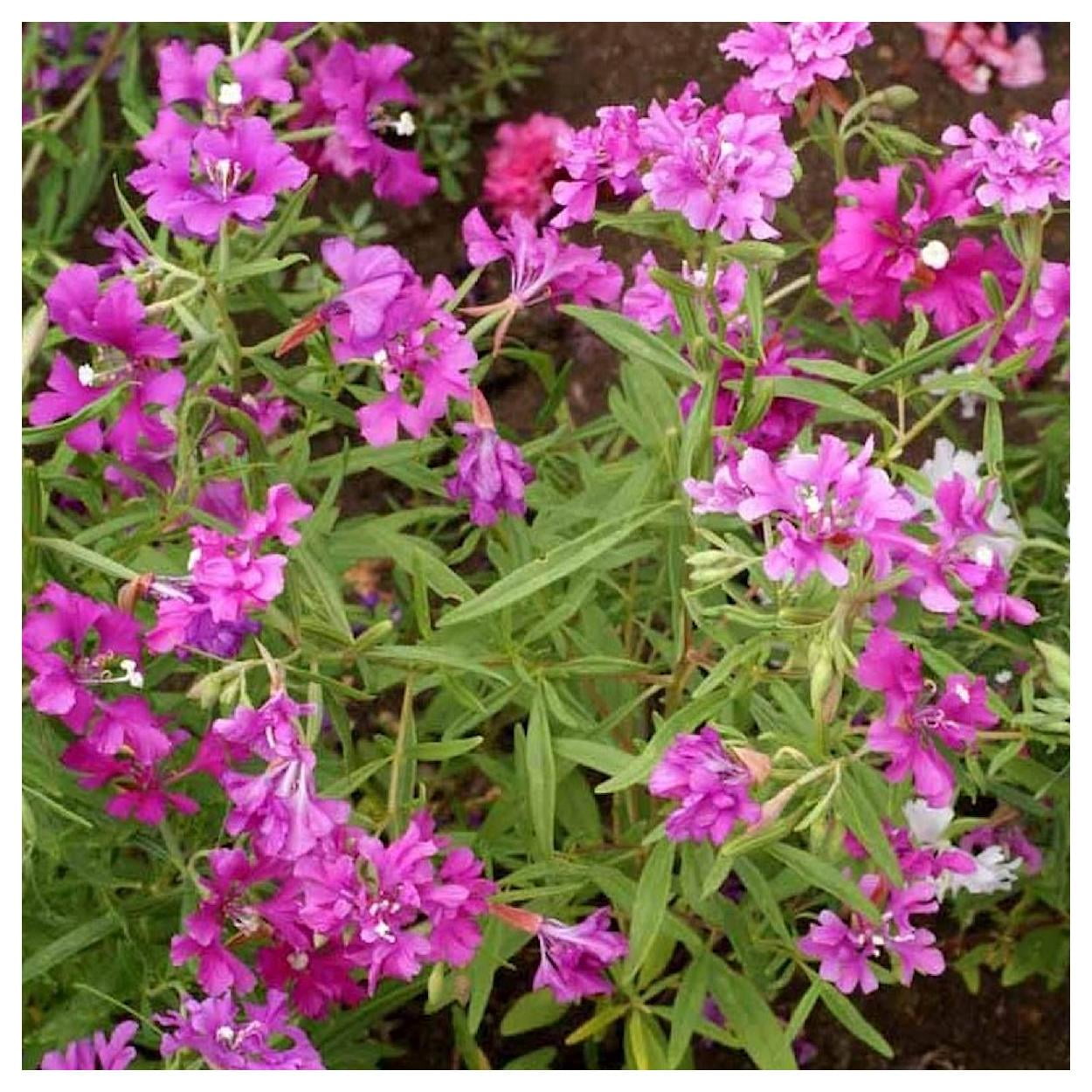 Everwilde Farms - 1 lb Deerhorn Clarkia Native Wildflower Seeds - Gold Vault Bulk Seed Packet