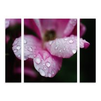 Trademark Fine Art 'Raindrops on Wild Rose Color' Multi-Panel Canvas Art Set by PIPA Fine Art