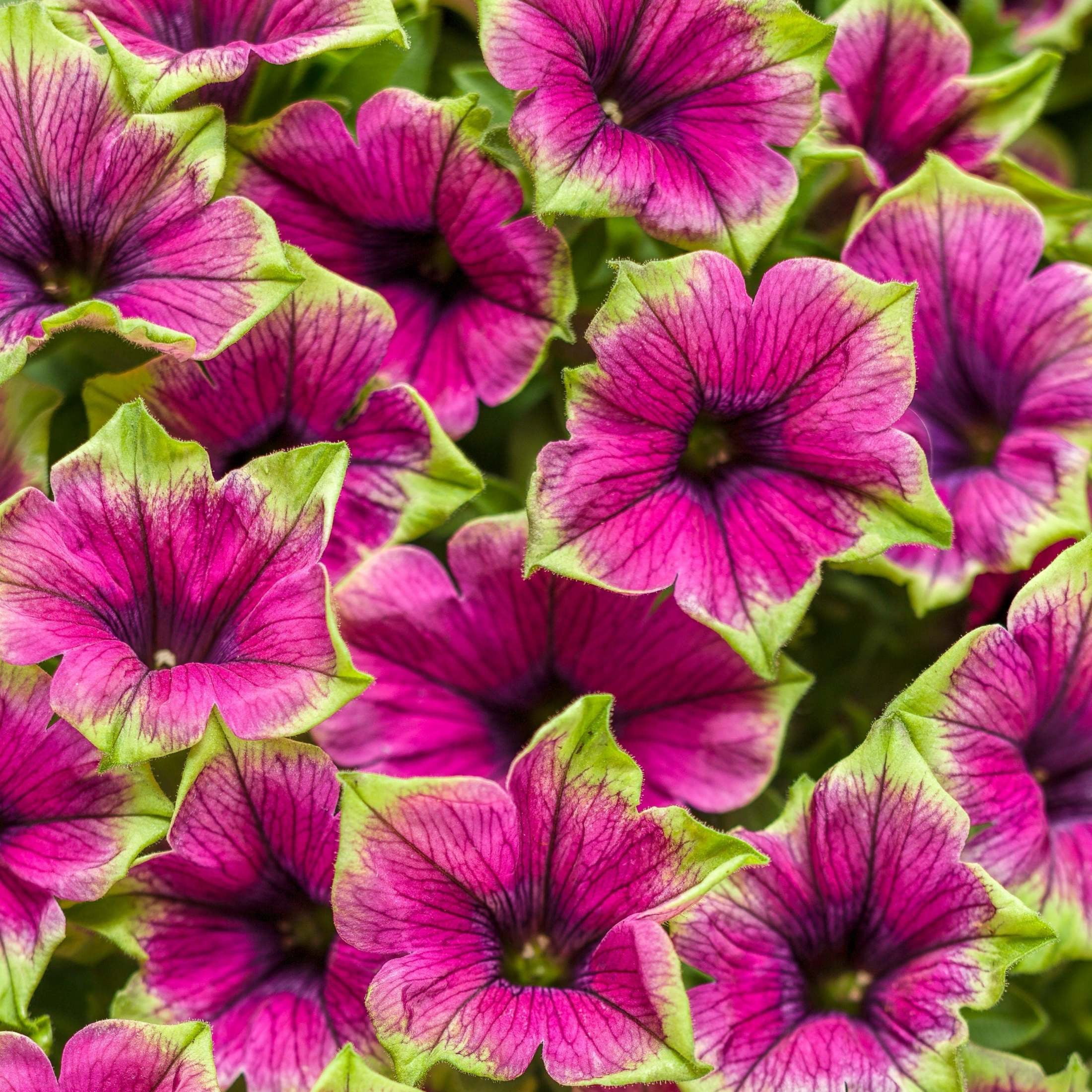 Proven Winners 4" Supertunia Picasso in Purple Petunia Live Plant in 4.25" Pot (4 Count)