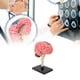 thumbnail image 3 of Modelo Anatómico Del Cerebro Humano, Modelo De Cerebro Material Seguro De Limpieza Simple Para Exposición, 3 of 7