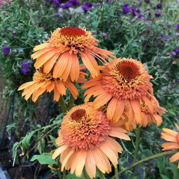 3 Cantaloupe Supreme Coneflower/ Echinacea in 3.5 Inch Pots