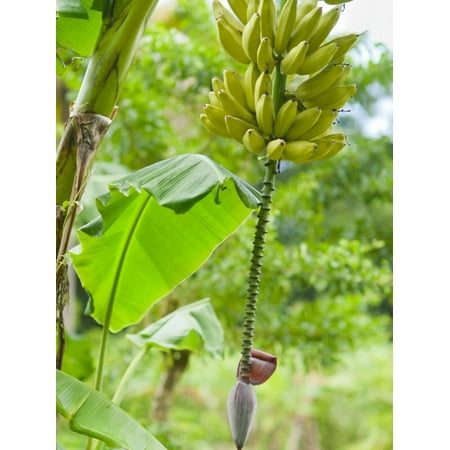 - Bananas Growing on Tree, Dominica, West Indies, Caribbean, Central America Print Wall Art By Kim Walker