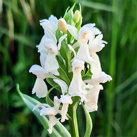 Tuberose Bulb  Perennial  Garden  Tuberose  Tuberose Flower，Tuberose Plant Four Seasons Flowers  Tuberose Bulb For Sale