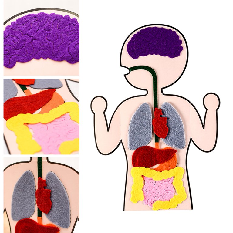 Organs Of The Human Body Diagram For Kids