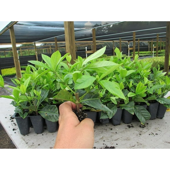 Gardenia Belmont - 30 Live Plants - Fragrant Blooming Ornamental Shrub