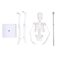 thumbnail image 2 of Mini modelo de esqueleto de cuerpo humano de 45 cm estructura ósea anatómica médica de PVC con brazos piernas y soporte móviles para juguetes científicos modelo de estudio ANGGREK Otros, 2 of 8