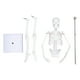 thumbnail image 1 of Modelo de esqueleto en miniatura de 45 cm Estructura ósea del cuerpo humano de PVC con brazos, piernas y soporte móviles, 1 of 9