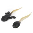 thumbnail image 1 of Growth Cycle Animal Growth Model 4 Piece Set For Early Education Statue Toy For Educational Shows Life Cycle, 1 of 8