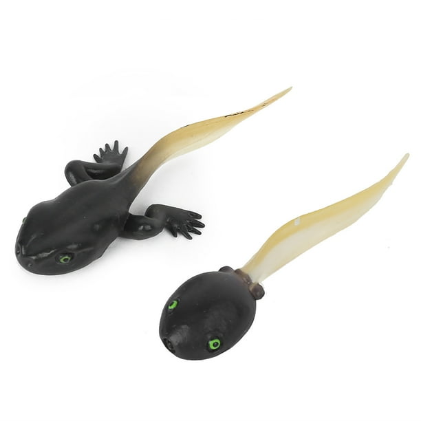 Growth Cycle Animal Growth Model 4 Piece Set For Early Education Statue