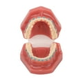 Metal Braces Teeth Model, Dental Orthodontic Model 28pcs Teeth Resin