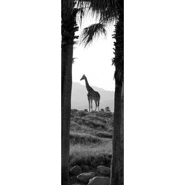 Boer Giraffe Wall Decal
