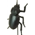 thumbnail image 2 of Zentique ZEN-LF4516421BL Small Stag Beetle on Stand, Black, 2 of 4