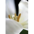 thumbnail image 2 of Tammy Putman 28x40 Gallery Wrapped Canvas Wall Art Titled - White Tulip, 2 of 4