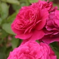 Pink Peace Hybrid Tea Rose by Heirloom Roses - Live Rose Plant ...