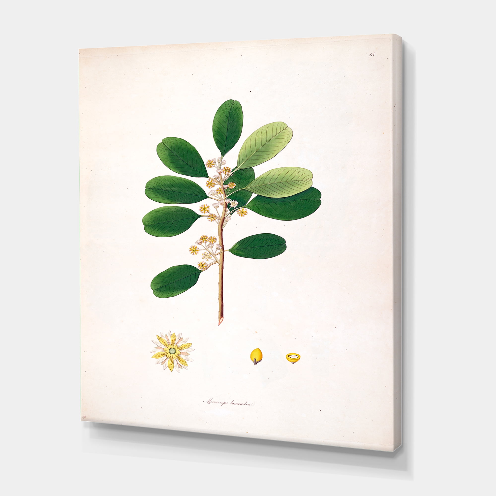 Designart ' Ancient London Plants IX ' Farmhouse Canvas Wall Art Print
