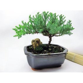 Japanese Juniper Bonsai Tree 4 Pot Juniperus Procumbens Nana Walmart Com Walmart Com