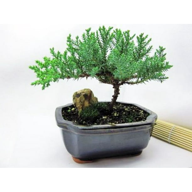 9GreenBox Bonsai Juniper Tree