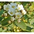 thumbnail image 3 of Tristar Plants 1 gal Yellow Twig Dogwood Live Shrub, 3 of 5